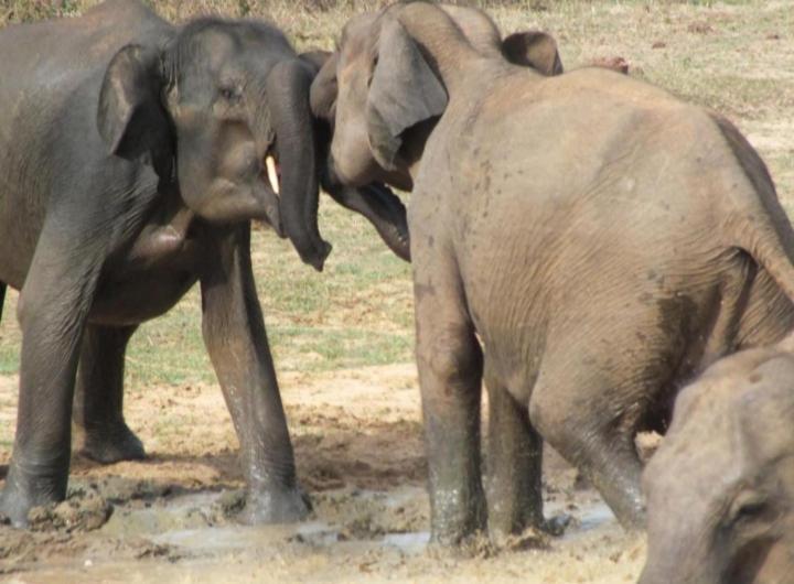 Jungle Lodge Udawalawe Ngoại thất bức ảnh